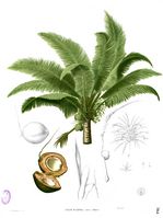 Cocos nucifera Blanco2.364.jpg