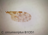 Culicoides circumscriptus Parasite 2017.png