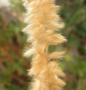 Inflorescence of Melica ciliata L.