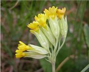 Inflorescence of Primula veris L. subsp. veris (photo Andrea Moro 2005)