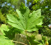 Acer hyrcanum Fisch. & C.A.Mey. – Photo: Andrea Moro 2007, Dryades TSB45603.jpg