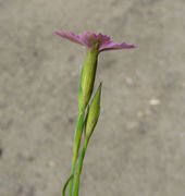 Dianthus deltoides subsp. deltoides L.