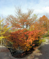 Acer palmatum Thunb. – Photo: Andrea Moro 2008, Dryades TSB60211.jpg