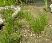 Habit of Deschampsia cespitosa (L.) P. Beauv. subsp. rhenana (Gremli) Kerguélen (photo Andrea Moro 2009)