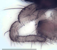 Leptosciarella perturbata Paplus PT.jpg