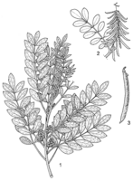 Linedrawing Indigofera tinctoria.gif