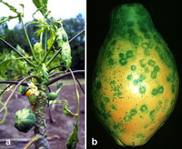 Papaya Ringspot Virus Symptoms.jpg