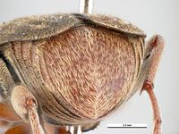 Acanthoscelides obtectus PaDIL135675e.jpg