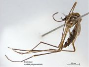 Aedes polynesiensis PaDIL140525a.jpg