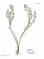 Artemisia anethifolia.png