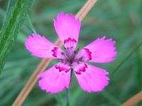 Dianthus deltoides.jpeg