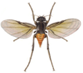 Thumbnail for version as of 01:25, 28 August 2011