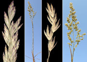 Morphological summary of Poa pratensis L. subsp. pratensis (photos Andrea Moro)