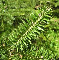 Abies numidica de Lannoy ex Carrière – Photo: Andrea Moro 2007, Dryades TSB45455.jpg