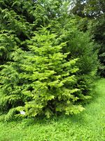 Abies grandis (Douglas ex D. Don) Lindl. – Photo: Andrea Moro 2007, Dryades TSB45557.jpg