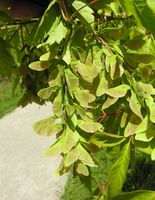 Acer cissifolium (Siebold & Zucc.) K. Koch – Photo: Andrea Moro 2007, Dryades TSB45611.jpg