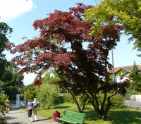 Acer palmatum – Photo: Andrea Moro 2008, Dryades TSB57096.jpg