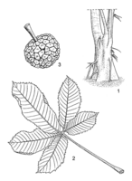 Linedrawing Myrianthus arboreus.gif