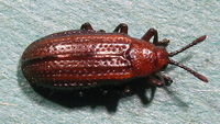 Microrhopala vittata1.jpg