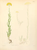 Achillea coarctata.jpg