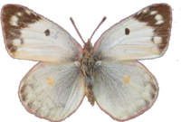 BE-MK-7-510a transparent.png