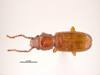 Cryptolestes ferrugineus PaDIL135832i.jpg