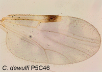 Culicoides dewulfi Parasite 2017.png