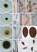 Curvularia (10.3897-mycokeys.35.25665) Figure 2.jpg