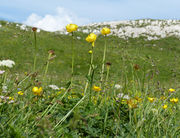 Mountain meadow with Trollius europaeus L. (photo Andrea Moro 2015)