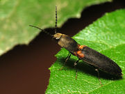 Red-shouldered Click Beetle (15550962321).jpg