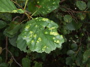 Pflanzengalle Acalitus brevitarsus auf Alnus glutinosa (Blattoberseite)