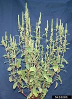 Amaranthus powellii IPM5438080.jpg