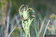 Aphthona cyparissiae IPM0023088.jpg