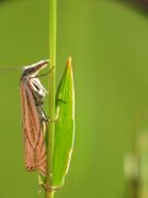 Crambus lathoniellus lathoniellus (Zincken, 1817)