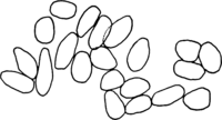 Coleosporium senecionis (Pers.) Fr. Abb0092-1 (Gäumann 1959, Rostpilze Mitteleuropas).png