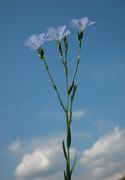 Linum narbonense L.