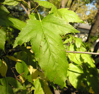 Acer ginnala Maxim. – Photo: Andrea Moro 2008, Dryades TSB59568.jpg