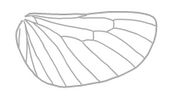 Mysidia acidaloides hindwing1.jpg