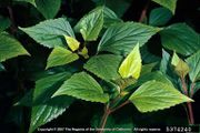 Ageratina adenophora IPM5374240.jpg