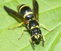 Ancistrocerus adiabatus BugGuide128642.jpg