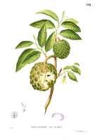 Annona squamosa Blanco1.192.png