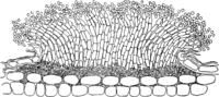 Chrysomyxa pyrolatum (Schw.) Wint. Abb0089 (Gäumann 1959, Rostpilze Mitteleuropas).png