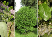 Morphological summary of Salix apennina A.K. Skvortsov (photos Andrea Moro)