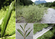 Morphological summary of Salix eleagnos Scop. subsp. eleagnos (photos Andrea Moro)