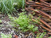 Habit of Scandix pecten-veneris L. subsp. pecten-veneris (photo Andrea Moro 2013)