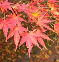 Acer japonicum Thunb. – Photo: Andrea Moro 2005, Dryades TSB31318.jpg