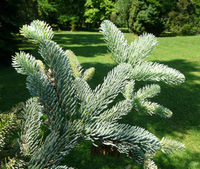 Abies procera Rehd. – Photo: Andrea Moro 2008, Dryades TSB56501.jpg