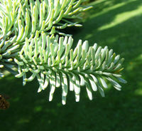 Abies procera Rehd. – Photo: Andrea Moro 2008, Dryades TSB56503.jpg