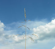 Inflorescence of Puccinellia distans (Jacq.) Parl. (photo Andrea Moro 2009)