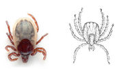 Fig. 4 Ixodes Granulatus.jpg